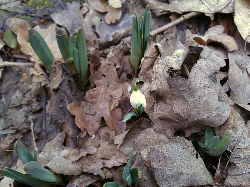 IMAG0182 Spring.jpg